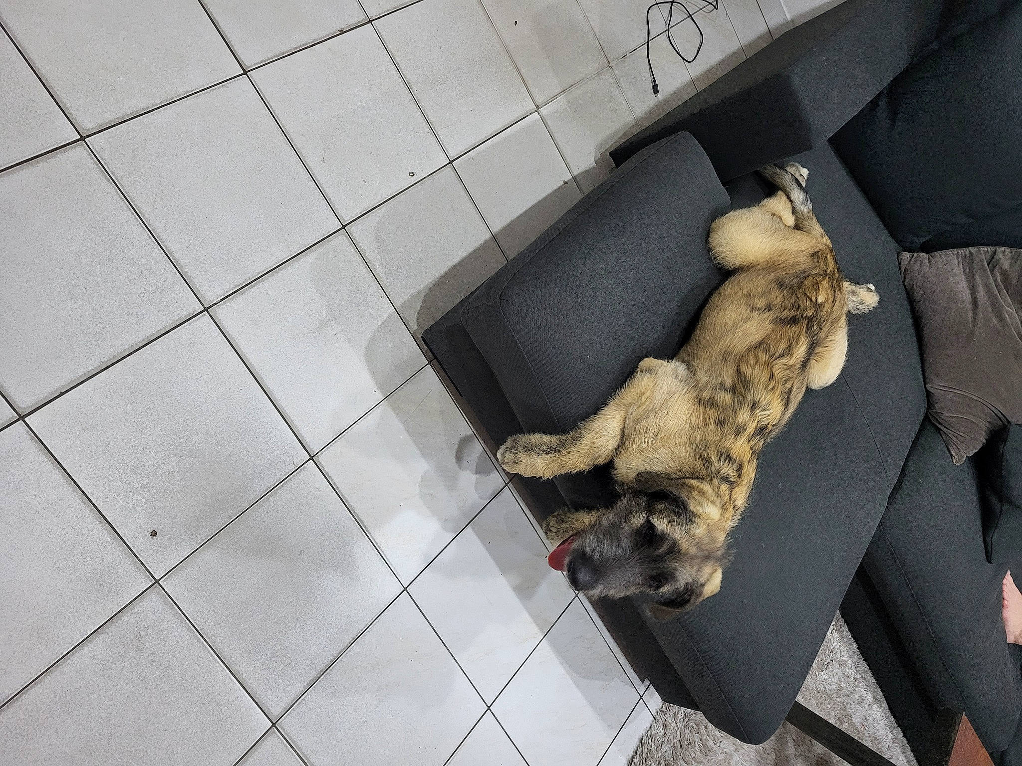 Uther a rejoint le concours — aidez-le/la à gagner de superbes lots ! armrest, canidae, carnivore, comfort, companion_dog, couch, dog, dog_breed, felidae, flooring, fur, pattern, pet_supply, small_to_medium_sized_cats, sporting_group, studio_couch, tail, tile_flooring