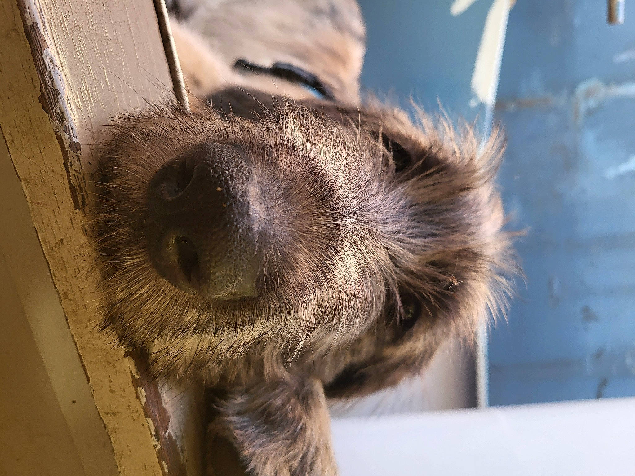 Uther participe au concours pour gagner de l'argent avec cette photo : canidae, carnivore, claw, companion_dog, dog, dog_breed, fawn, fur, liver, natural_material, snout, sporting_group, terrestrial_animal, vertebrate, whiskers, wildlife, working_animal