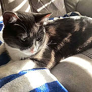Quinn joined the competition — help win amazing prizes! cat, tuxedo_cat, pet, animal, indoor, couch, blanket, sunlight, shadow, relaxing, fur, whiskers, ears, paws, comfort, cozy, domestic, feline, resting, closeup