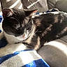 cat, tuxedo_cat, pet, animal, indoor, couch, blanket, sunlight, shadow, relaxing, fur, whiskers, ears, paws, comfort, cozy, domestic, feline, resting, closeup