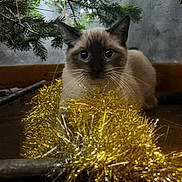 Sparrow participe au concours pour gagner de l'argent avec cette photo : cat, siamese_cat, tinsel, christmas_tree, holiday_lights, festive, indoor, pet, animal, curious, decorations, twinkling_lights, cozy, winter, celebration, golden, furry, cute, whiskers, eyes