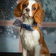 Amon participe au concours pour gagner de l'argent avec cette photo : adorable, animal, blue_bow, bow, brown_and_white, cavalier_king_charles_spaniel, cute, dog, fluffy, fur, indoor, pet, portrait, puppy, sitting, snow, star_pattern, studio, window, winter