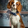 adorable, animal, blue_bow, bow, brown_and_white, cavalier_king_charles_spaniel, cute, dog, fluffy, fur, indoor, pet, portrait, puppy, sitting, snow, star_pattern, studio, window, winter