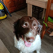 Stark a rejoint le concours — aidez-le/la à gagner de superbes lots ! dog, indoor, brown, white, floor, wooden_floor, furniture, table, chair, vacuum_cleaner, pet, animal, tongue_out, happy, sitting, blurred, household, room, canine, domestic