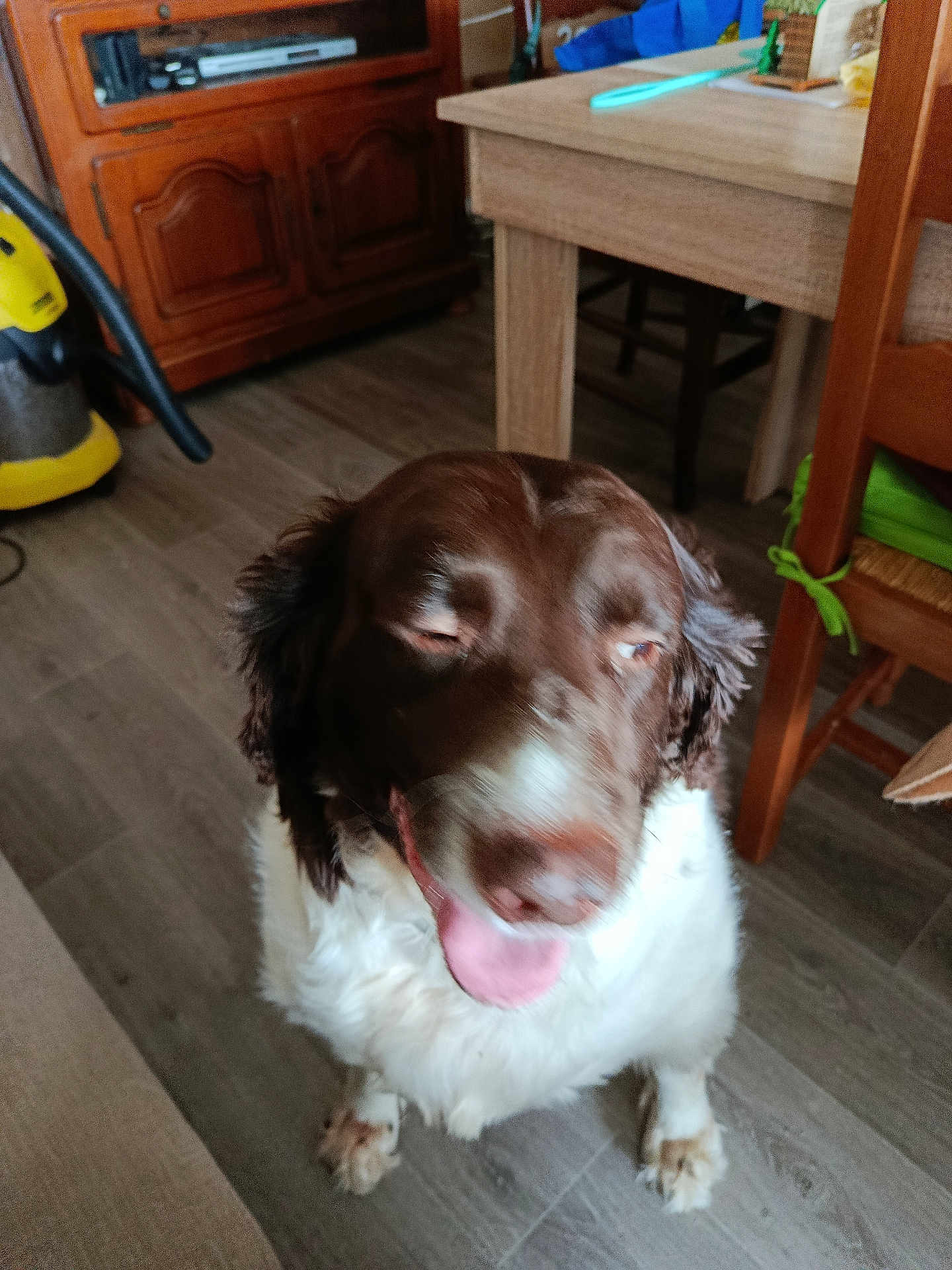 Stark a rejoint le concours — aidez-le/la à gagner de superbes lots ! dog, indoor, brown, white, floor, wooden_floor, furniture, table, chair, vacuum_cleaner, pet, animal, tongue_out, happy, sitting, blurred, household, room, canine, domestic