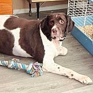 Stark participe au concours pour gagner de l'argent avec cette photo : animal, brown_and_white, cabinet, cage, collar, curious, dog, domestic, ears, eyes, face, floor, fur, indoor, laying_down, legs, pet, rope_toy, whiskers, wooden_floor