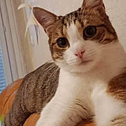 Perle Et Rubis a rejoint le concours — aidez-le/la à gagner de superbes lots ! animal, cat, close_up, curious, cute, domestic_animal, ears, eyes, face, feline, fur, indoor, laying, looking, mammal, pet, portrait, relaxed, tabby, whiskers