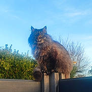 Mimoune participe au concours pour gagner de l'argent avec cette photo : cat, fluffy, outdoor, wooden_post, fence, greenery, blue_sky, animal, pet, winking, sunlight, nature, tree, wildlife, mammal, fur, whiskers, alert, perching, daytime