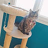 Mimoune a rejoint le concours — aidez-le/la à gagner de superbes lots ! cat, tabby, pet, indoor, cat_tree, furniture, window, collar, curious, feline, animal, domestic, cozy, bright_light, floor, wall, resting, looking, cute, home