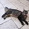 Mimoune participe au concours pour gagner de l'argent avec cette photo : cat, tabby, fluffy, green_eyes, collar, pink_collar, bell, lying_down, stone_floor, textured_floor, indoor, pet, feline, relaxed, fur, whiskers, ears, tail, paws, closeup