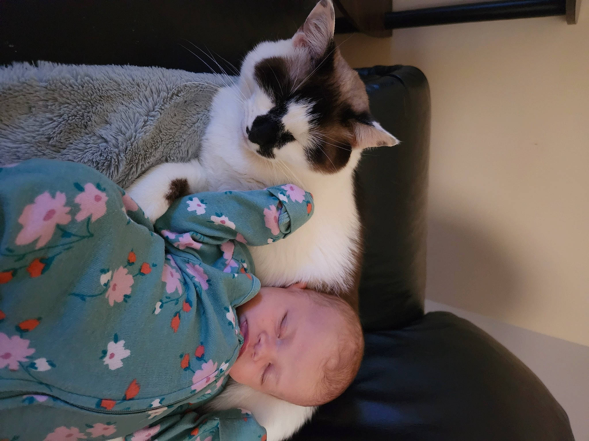 Kora joined the competition — help win amazing prizes! carnivore, cat, child, comfort, companion_dog, couch, domestic_short_haired_cat, eye, fawn, felidae, fur, lap, leg, nap, paw, person, sitting, small_to_medium_sized_cats, tail, textile