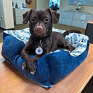 Bear is registered to the contest to win money with this photo: dog, brown_dog, pet_bed, blue_bed, wooden_table, indoor, office, furniture, window, door, cabinet, collar, pet_tag, crossed_paws, small_dog, animal, domestic_animal, relaxed, portrait, canine