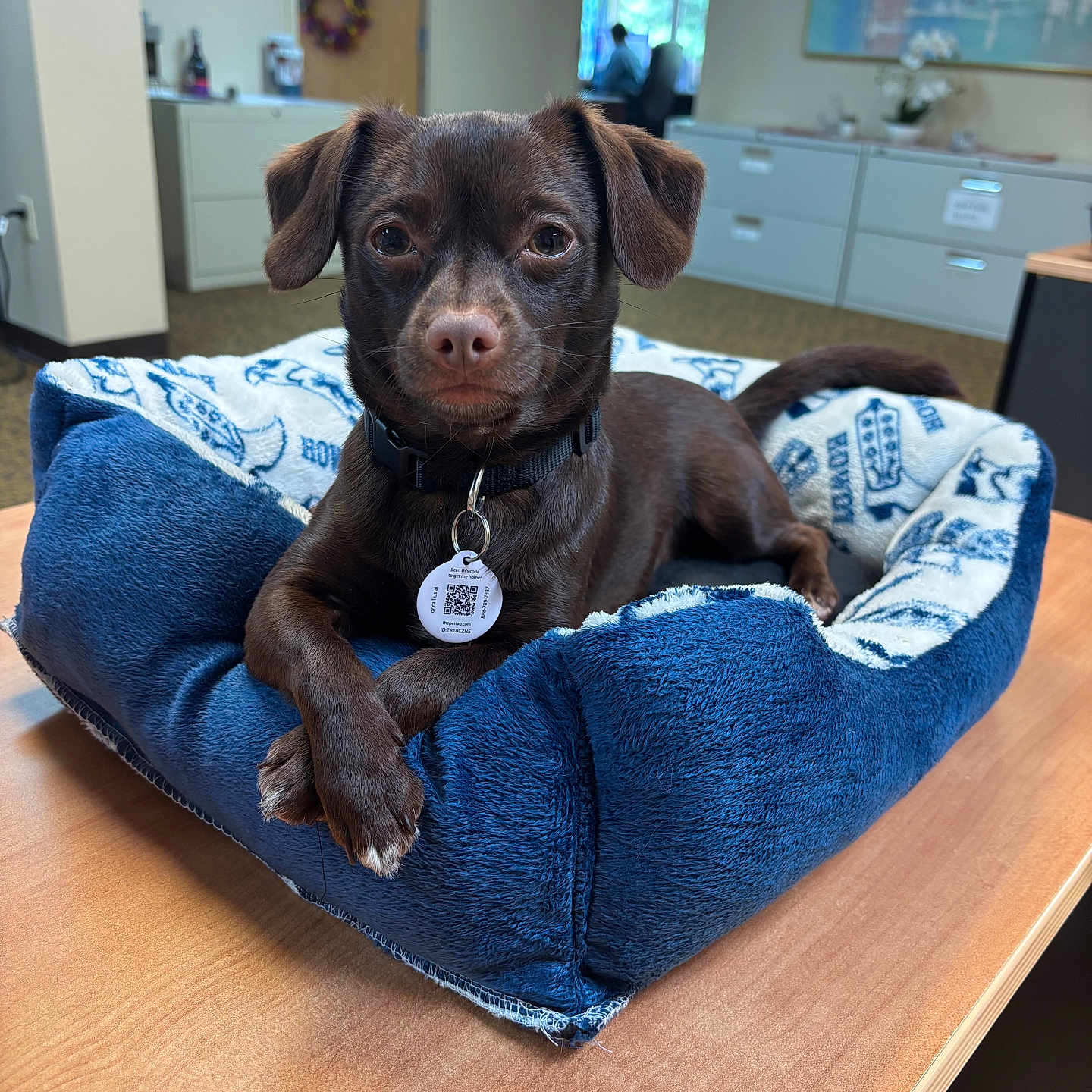 Bear is registered to the contest to win money with this photo: animal, blue_bed, brown_dog, cabinet, canine, collar, crossed_paws, dog, domestic_animal, door, furniture, indoor, office, pet_bed, pet_tag, portrait, relaxed, small_dog, window, wooden_table