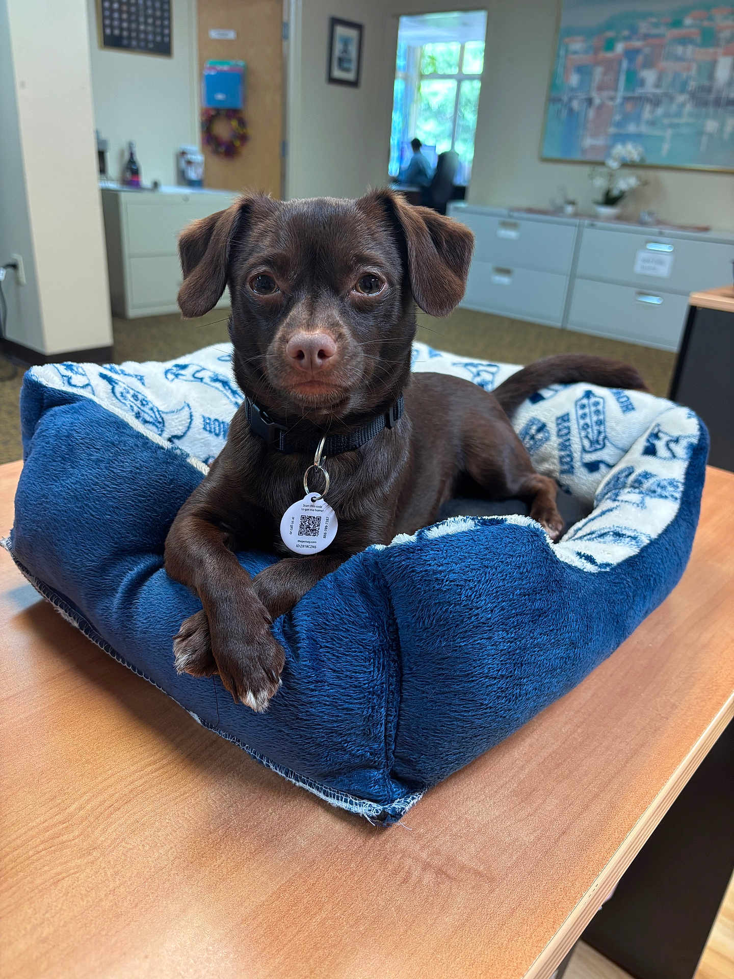 Bear is registered to the contest to win money with this photo: dog, brown_dog, pet_bed, blue_bed, wooden_table, indoor, office, furniture, window, door, cabinet, collar, pet_tag, crossed_paws, small_dog, animal, domestic_animal, relaxed, portrait, canine