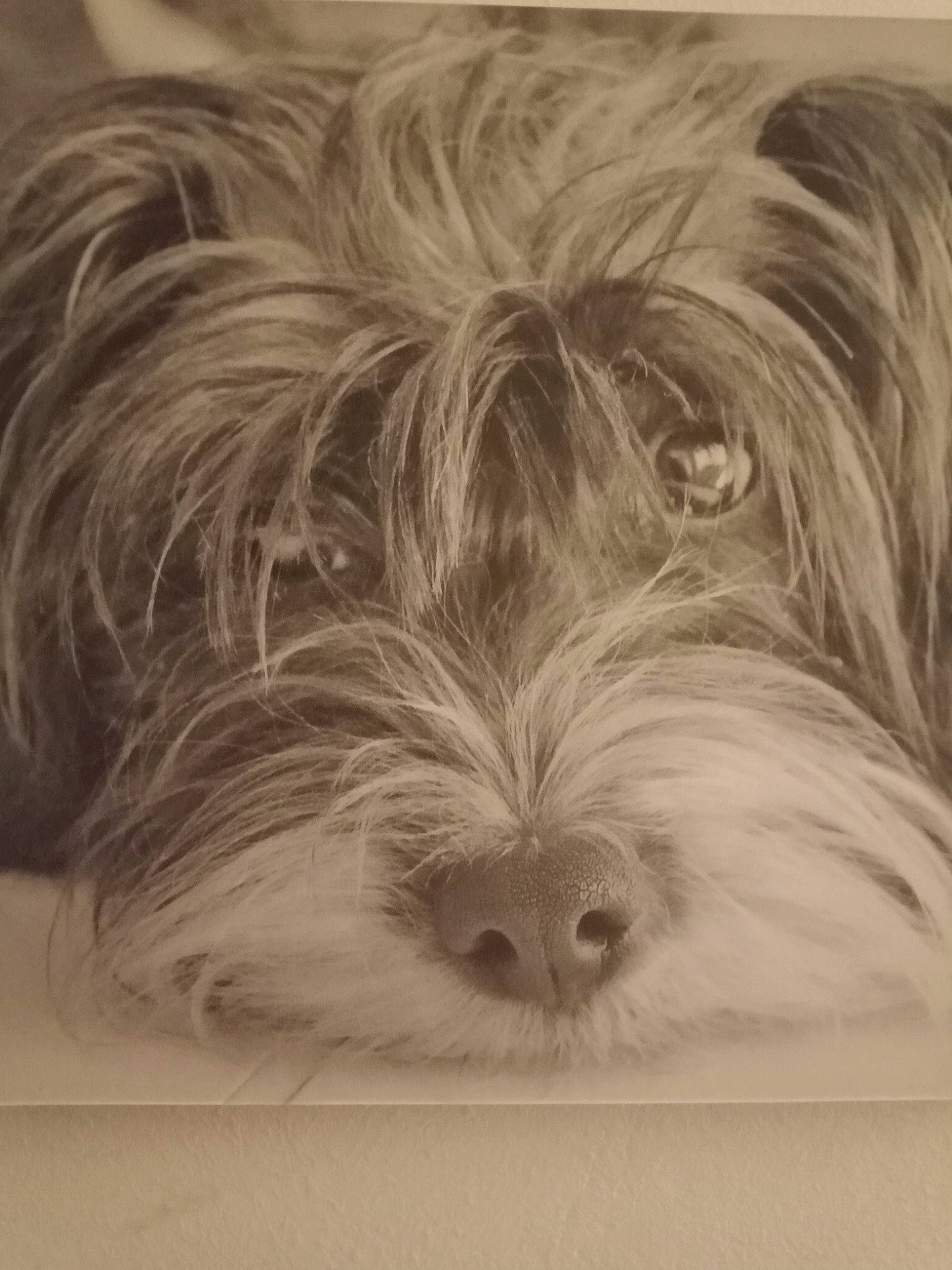 Shanna a rejoint le concours — aidez-le/la à gagner de superbes lots ! canidae, carnivore, comfort, companion_dog, dog, dog_breed, eye, hair, head, iris, liver, monochrome, monochrome_photography, small_terrier, snout, sporting_group, terrestrial_animal, terrier, toy_dog, working_animal