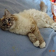 Lostris participe au concours pour gagner de l'argent avec cette photo : animal, bed, blue_blanket, cat, comfortable, cozy, cute, domestic_cat, feline, fluffy, fur, indoor, looking_at_camera, paws, pet, portrait, resting, sleepy, tail, whiskers