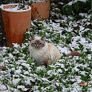 Lostris participe au concours pour gagner de l'argent avec cette photo : animal, blue_eyes, cat, cold, curious, daylight, feline, fluffy, garden, grass, greenery, mammal, nature, outdoor, plants, sitting, snow, terracotta_pot, wildlife, winter