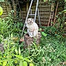 Lostris a rejoint le concours — aidez-le/la à gagner de superbes lots ! cat, garden, plants, tree_stump, greenery, ladder, wooden_fence, outdoor, flora, nature, pet, fur, leaf, shrub, vegetation, animal, daylight, trunk, bush, quiet