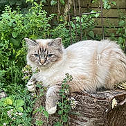Lostris a rejoint le concours — aidez-le/la à gagner de superbes lots ! cat, feline, animal, pet, fluffy, tree_stump, greenery, plants, flowers, outdoor, nature, garden, relaxed, resting, fur, wildlife, leaf, wood, mammal, cute