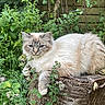 cat, feline, animal, pet, fluffy, tree_stump, greenery, plants, flowers, outdoor, nature, garden, relaxed, resting, fur, wildlife, leaf, wood, mammal, cute