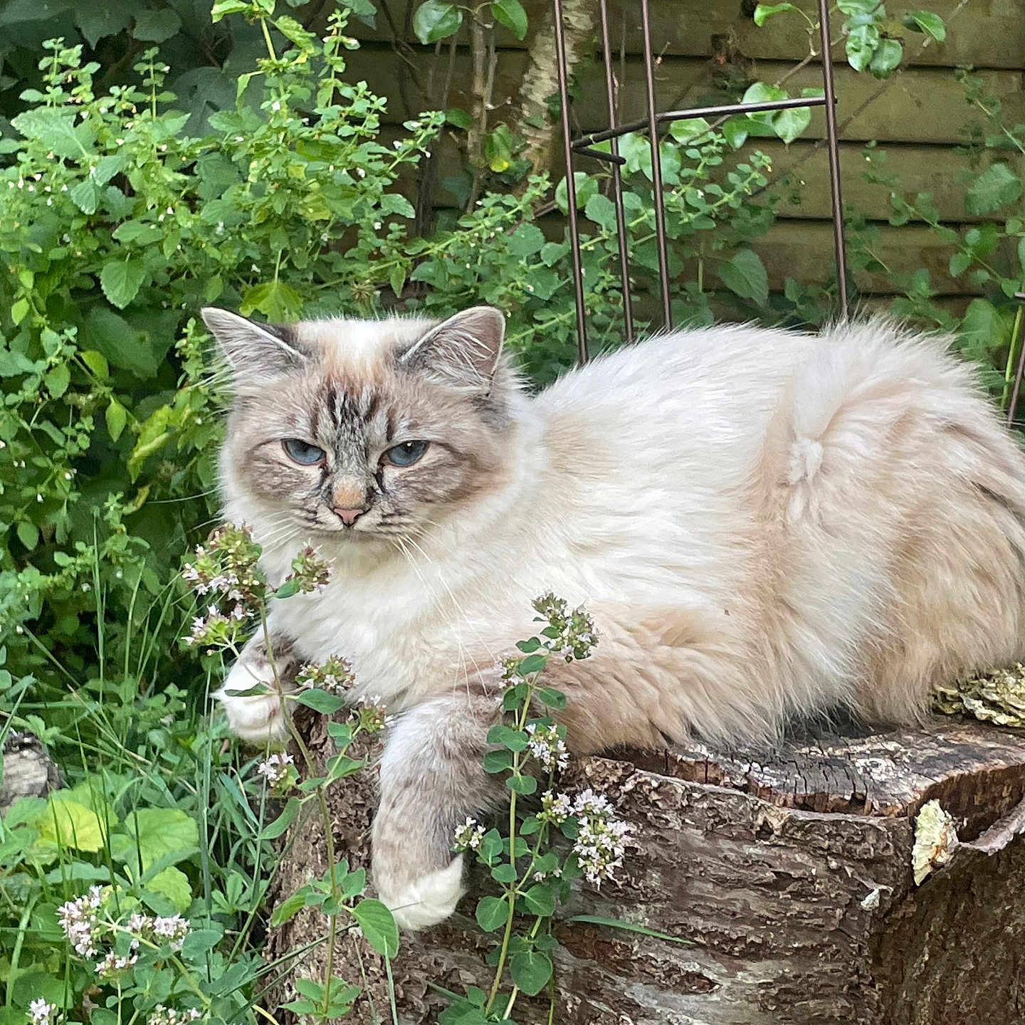 Lostris a rejoint le concours — aidez-le/la à gagner de superbes lots ! cat, feline, animal, pet, fluffy, tree_stump, greenery, plants, flowers, outdoor, nature, garden, relaxed, resting, fur, wildlife, leaf, wood, mammal, cute
