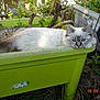 Lostris participe au concours pour gagner de l'argent avec cette photo : cat, blue_eyes, white_fur, plant, planter_box, green, outdoor, relaxed, animal, pet, nature, garden, wood, sticks, grass, leaf, closeup, resting, fluffy, daylight