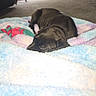Rudy is registered to the contest to win money with this photo: dog, black_dog, sleeping, blanket, toy, indoor, carpet, furniture, curtains, window, pet, resting, cozy, home, animal, colorful, soft, comfort, nap, relaxation