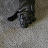 Rudy joined the competition — help win amazing prizes! puppy, black_dog, carpet, lying_down, indoor, pet, cute, young_dog, canine, floor, resting, looking_up, animal, domestic_animal, fur, ears, tail, four_legs, companion, adorable