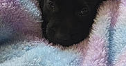 Rudy is registered to the contest to win money with this photo: puppy, dog, black_dog, blanket, fluffy_blanket, pastel_colors, carpet, resting, cute, pet, indoors, cozy, young_dog, animal, sleepy, fur, head, laying_down, soft_texture, comfort