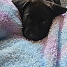 puppy, dog, black_dog, blanket, fluffy_blanket, pastel_colors, carpet, resting, cute, pet, indoors, cozy, young_dog, animal, sleepy, fur, head, laying_down, soft_texture, comfort