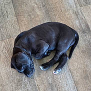 Rudy is registered to the contest to win money with this photo: puppy, dog, sleeping, black_dog, floor, wood_floor, pet, animal, cute, young_dog, canine, resting, indoor, domestic_animal, fur, paw, collar, small_dog, peaceful, curled_up