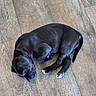puppy, dog, sleeping, black_dog, floor, wood_floor, pet, animal, cute, young_dog, canine, resting, indoor, domestic_animal, fur, paw, collar, small_dog, peaceful, curled_up