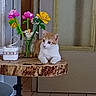 Bumble participe au concours pour gagner de l'argent avec cette photo : animal, artificial_flowers, cat, cozy, curious, decor, domestic_cat, door, feline, floor_tiles, flowers, home, indoor, jar, orange_cat, pet, resting, table, white_cat, wooden_table