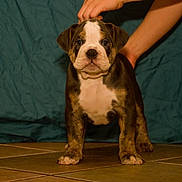 London Lola joined the competition — help win amazing prizes! puppy, dog, brindle, white, floor, tile, person, hand, indoor, pet, animal, young, cute, fur, portrait, background, teal, standing, domestic, canine