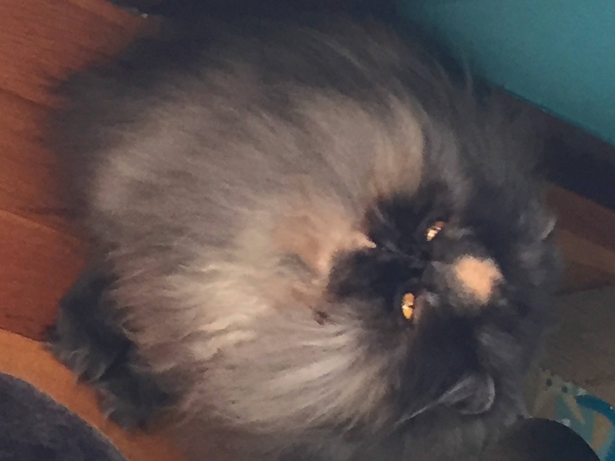 Missty a rejoint le concours — aidez-le/la à gagner de superbes lots ! canidae, carnivore, cat, dog_breed, domestic_long_haired_cat, ear, eye, fawn, felidae, fur, head, iris, nose, organ, persian, snout, whiskers