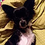 Maggie Mae is registered to the contest to win money with this photo: dog, small_dog, black_and_white, pet, lying_down, blanket, polka_dot, indoors, cozy, fur, ears, animal, cute, collar, resting, companion, mammal, portrait, domestic_animal, relaxed