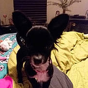 Maggie Mae joined the competition — help win amazing prizes! dog, small_dog, black_dog, white_chest, bed, blanket, toy, indoor, bedroom, curious, pet, animal, furniture, sleeping_area, fabric, cute, ears, domestic_animal, resting_place, comfort