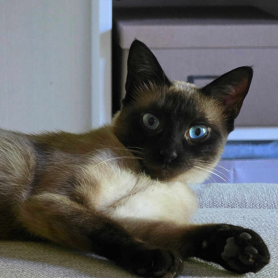 Plume a rejoint le concours — aidez-le/la à gagner de superbes lots ! siamese_cat, cat, blue_eyes, indoor, furniture, couch, relaxed, pet, animal, mammal, whiskers, paw, ears, face, looking_at_camera, domestic_cat, lying_down, home, cozy, portrait