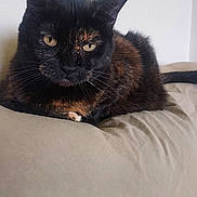 Sasha is registered to the contest to win money with this photo: cat, tortoiseshell, pet, animal, feline, resting, cushion, beige, indoor, relaxed, whiskers, ears, tail, fur, closeup, portrait, looking, calm, domestic, cute