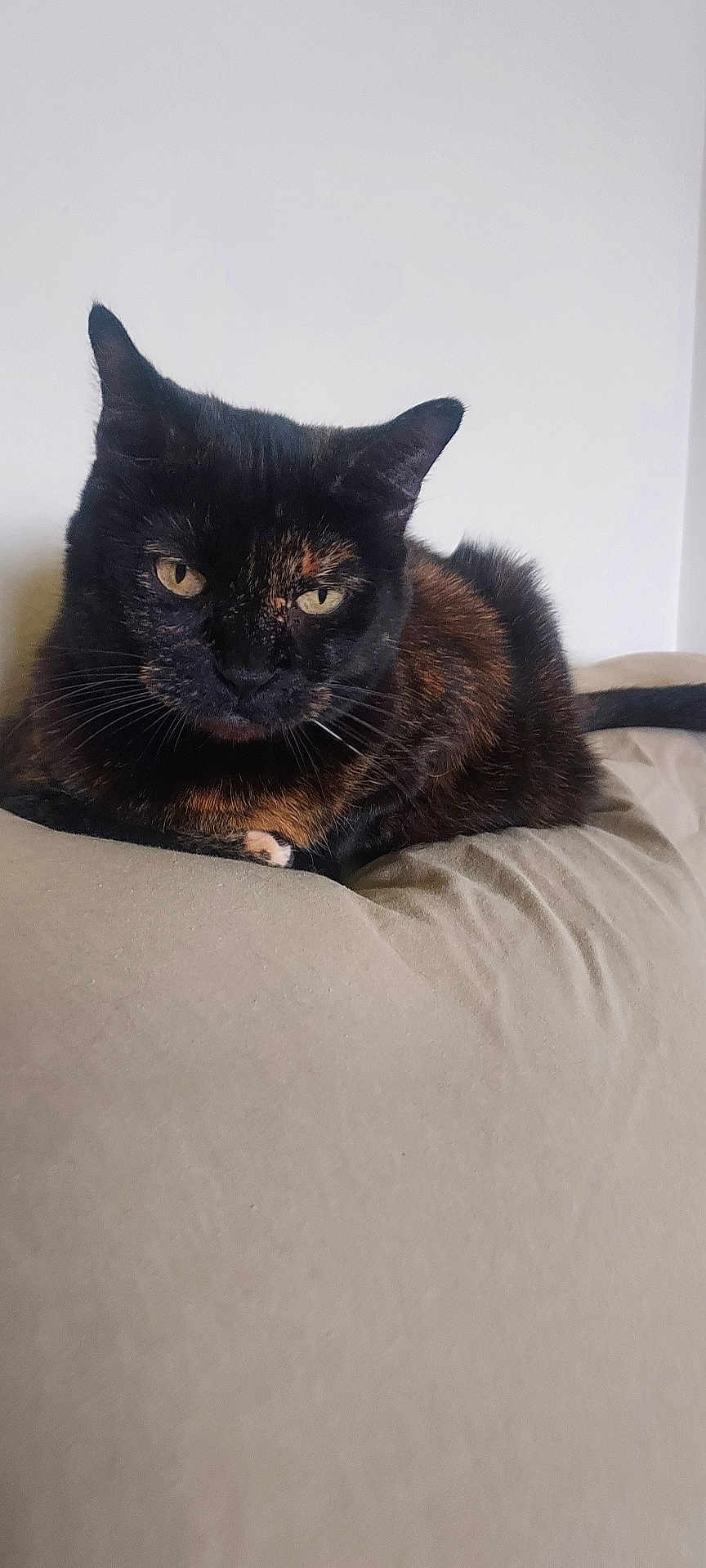 Sasha is registered to the contest to win money with this photo: cat, tortoiseshell, pet, animal, feline, resting, cushion, beige, indoor, relaxed, whiskers, ears, tail, fur, closeup, portrait, looking, calm, domestic, cute