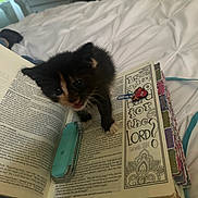 Nala joined the competition — help win amazing prizes! kitten, cat, book, bed, bookmark, clip, white_sheet, furniture, indoor, curious, closeup, reading, text, animal, pet, small, black_fur, orange_fur, paw, cozy