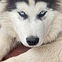 dog, husky, blue_eyes, close_up, fur, resting, paw, animal, pet, canine, portrait, outdoor, face, muzzle, nose, whiskers, fluffy, calm, laying, detailed