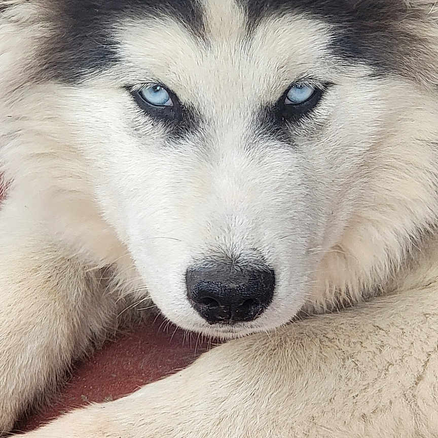 Rocky is registered to the contest to win money with this photo: animal, blue_eyes, calm, canine, close_up, detailed, dog, face, fluffy, fur, husky, laying, muzzle, nose, outdoor, paw, pet, portrait, resting, whiskers