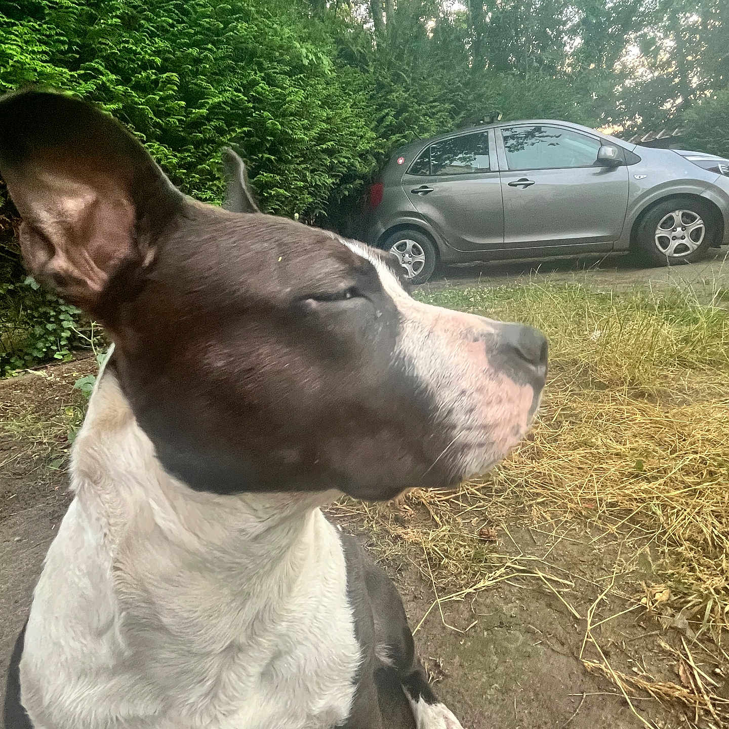 Bella