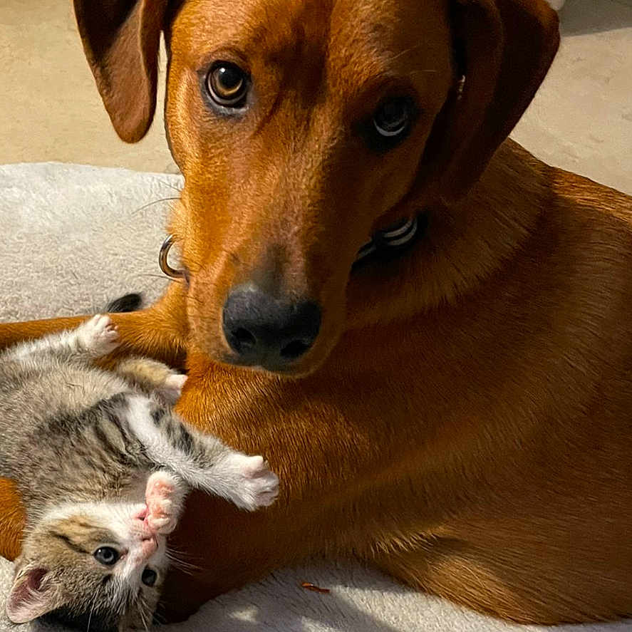 Vinyl participe au concours pour gagner de l'argent avec cette photo : abyssinian, animal, beagle, boxer, bulldog, canine, cat, doctor, dog, hound, kitten, labradorretriever, manx, person, pet, puppy, rat, rodent, snout, veterinarian