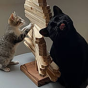 Velours Et Moon participe au concours pour gagner de l'argent avec cette photo : abyssinian, animal, architecture, blackcat, bookcase, building, cat, diningtable, furniture, hardwood, house, housing, kitten, manx, pet, plywood, shelf, staircase, table, wood