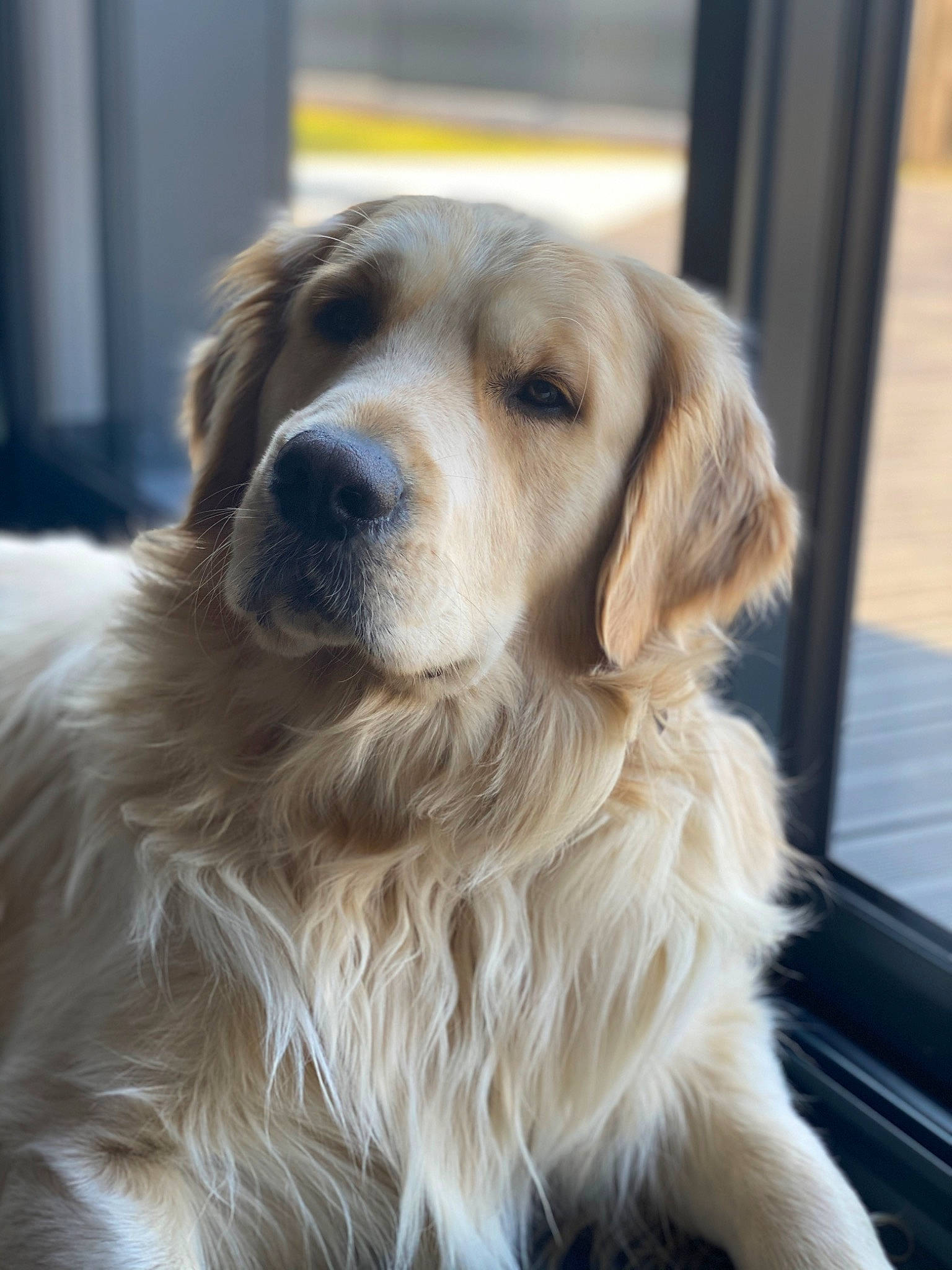 Marley participe au concours pour gagner de l'argent avec cette photo : canidae, carnivore, companion_dog, dog, dog_breed, fawn, fur, gun_dog, snout, sporting_group, whiskers, working_dog