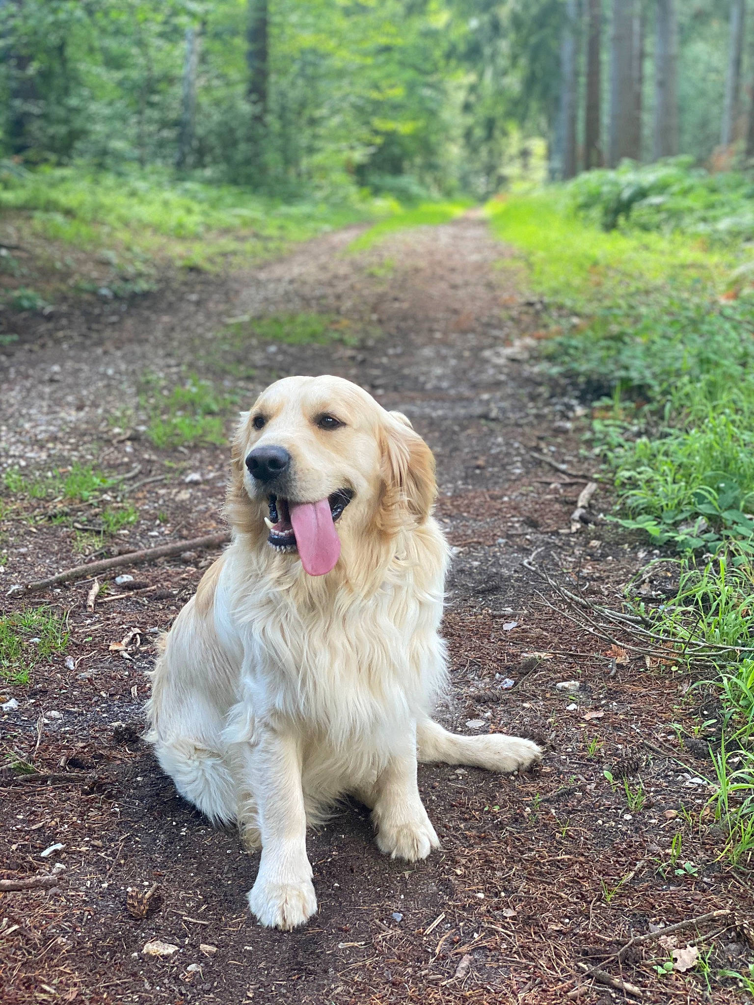 Marley participe au concours pour gagner de l'argent avec cette photo : carnivore, companion_dog, dog, dog_breed, fawn, forest, golden_retriever, grass, gun_dog, jungle, natural_landscape, old_growth_forest, plant, soil, sporting_group, temperate_broadleaf_and_mixed_forest, trail, tree, wood, woodland