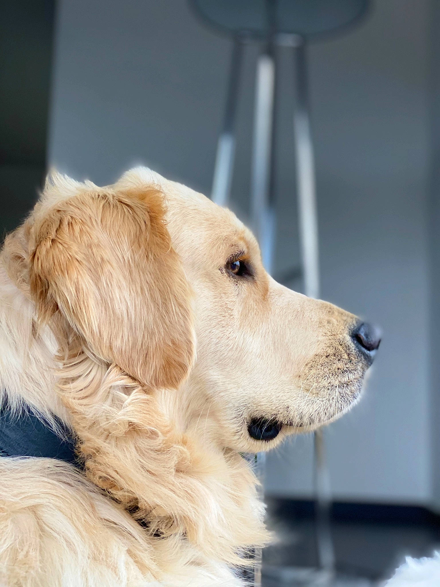 Marley participe au concours pour gagner de l'argent avec cette photo : canidae, carnivore, companion_dog, dog, dog_breed, dog_collar, fawn, fur, gun_dog, pet_supply, retriever, snout, sporting_group, whiskers, working_dog