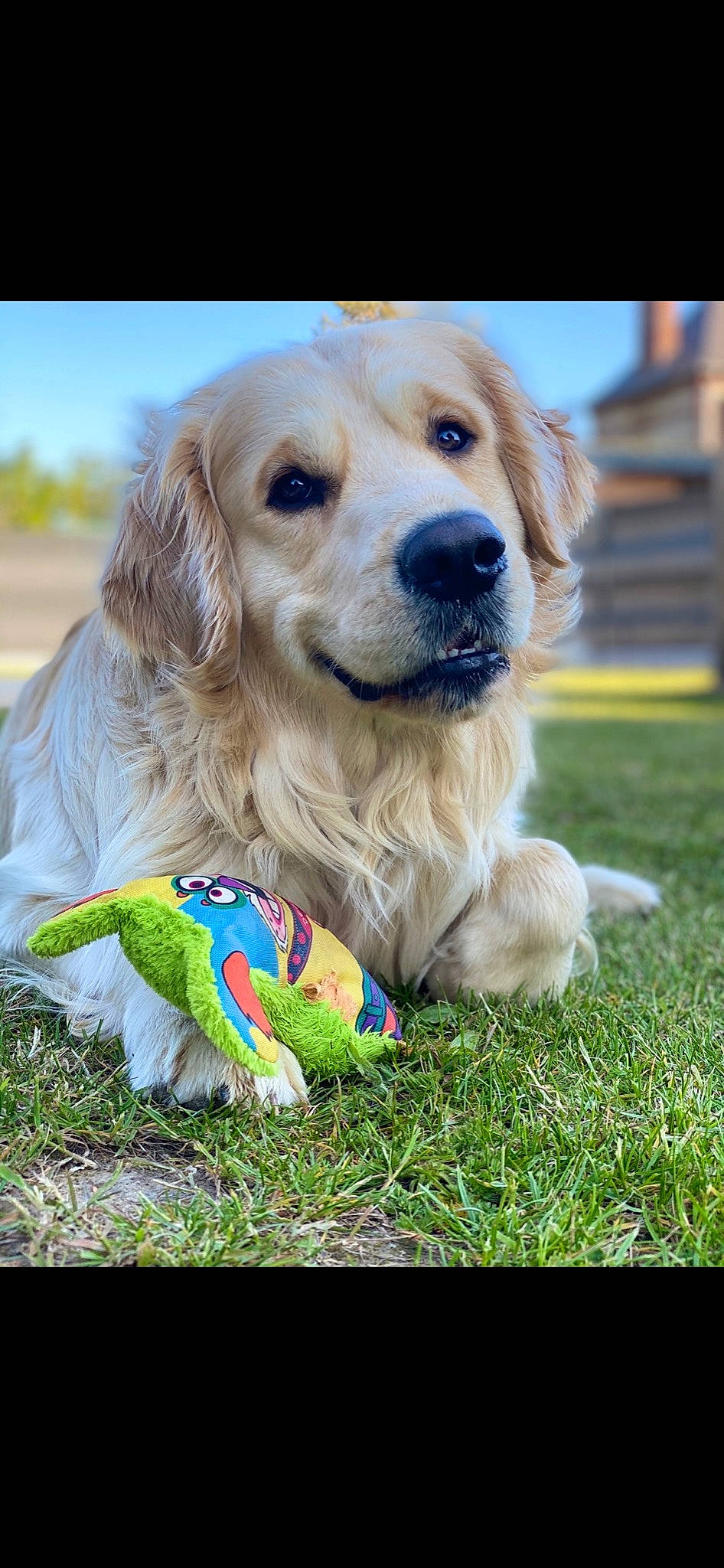 Marley a rejoint le concours — aidez-le/la à gagner de superbes lots ! canidae, carnivore, collar, companion_dog, dog, dog_breed, dog_collar, dog_supply, fawn, grass, gun_dog, happy, labrador_retriever, lawn, plant, retriever, sky, snout, sporting_group, whiskers